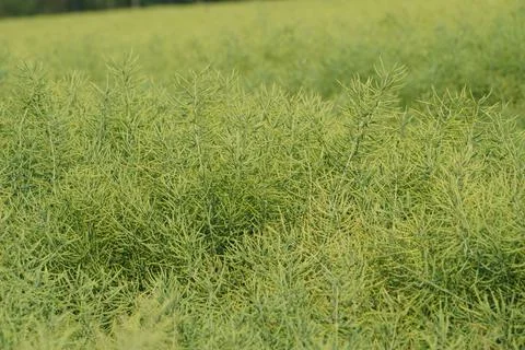 Green field of vegetation Stock Photos