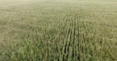 Green field view from the drone Stock-Footage 83876148
