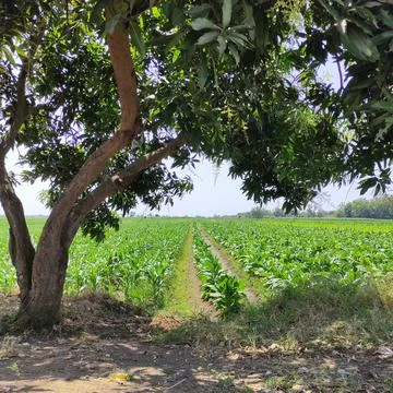 Green field view under tree Stock Photos