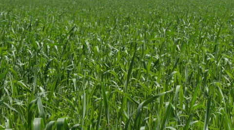 Green Field Waves Moved by Summer Wind Stock Footage 51314337