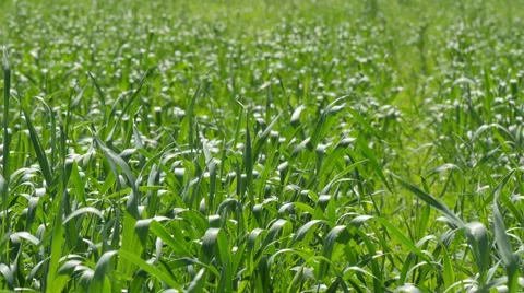 Green Field Waves Moved by Summer Wind with flying butterfly Stock Footage 51316256