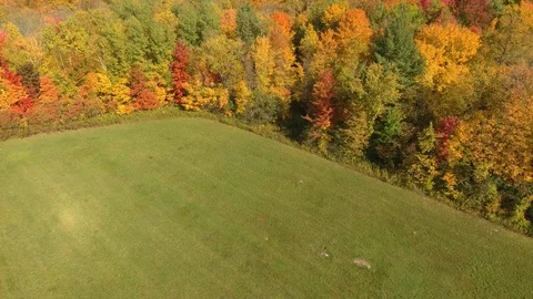 Green field is well maintained nex to colorful forest edge in fall season Stock Footage 119200082