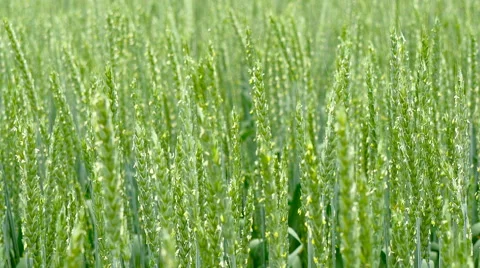 Green field of wheat close-up. Stock Footage 64952983
