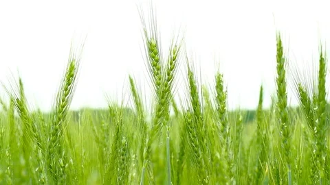 Green field of wheat close-up Stock Footage 75796237