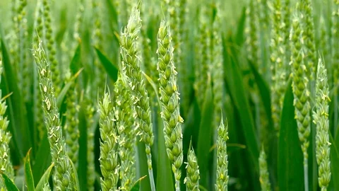 Green field of wheat close-up Stock Footage 75796371