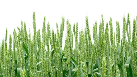 Green field of wheat close-up Stock Footage 75796451