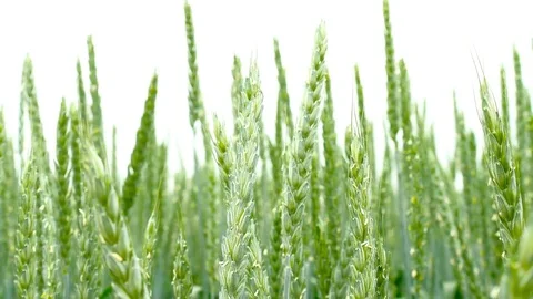 Green field of wheat close-up Stock Footage 75796774