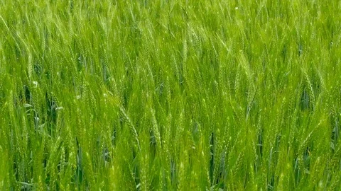 Green field of wheat close-up Stock Footage 75797270