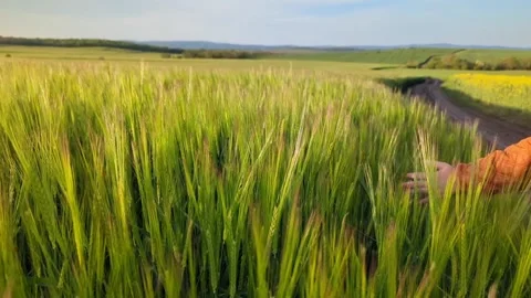 A green field of wheat in early spring and a child's hand runs Stock Footage 240576568