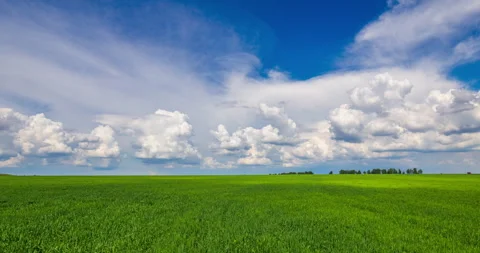 Green Field Wheat on a Farm, Time lapse. Agriculture. Stock Footage 242420515