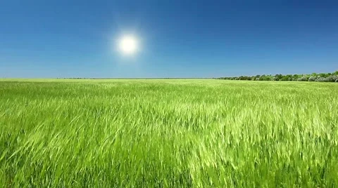Green field of wheat Stock Footage 7728807