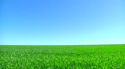 Green field of wheat Stock Footage 60985336
