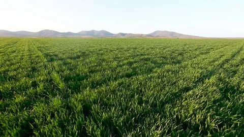 Green field of wheat Stock Footage 74364166