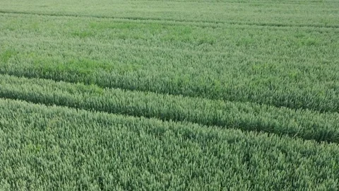 A green field of wheat Stock Footage 156185419