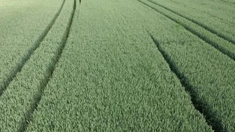 A green field of wheat Stock Footage 156185493