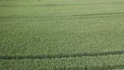 A green field of wheat Stock Footage 156186043