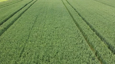 A green field of wheat Stock Footage 156186321