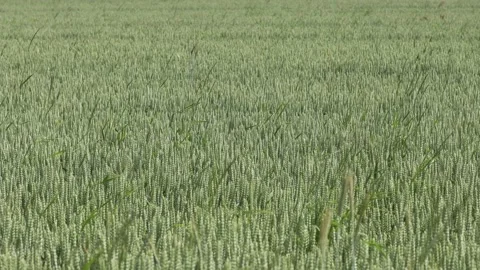 A green field of wheat Stock Footage 156209978