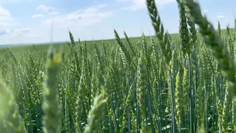Green field of wheat Stock Footage 245097187
