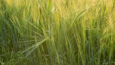 Green field of wheat. Selective focus, blur. spring background. Stock Footage 220359568