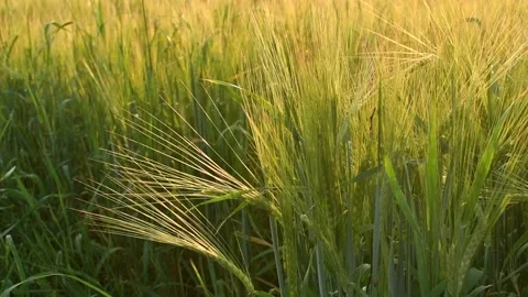 Green field of wheat. Selective focus, blur. spring background. Stock Footage 220564057