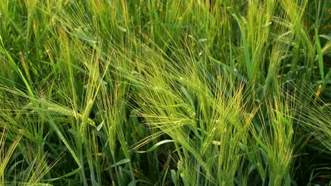 Green field of wheat. Selective focus Stock Footage 221093393