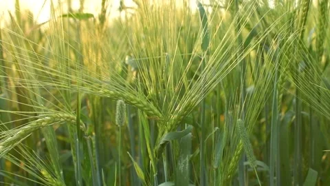 Green field of wheat. Selective focus Stock Footage 223718756