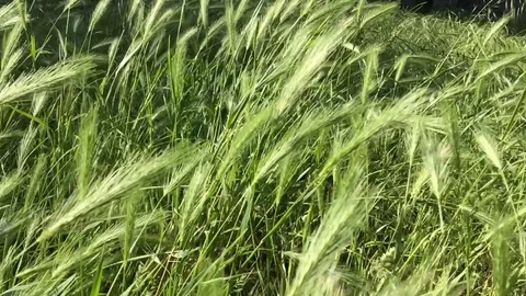 Green field in the wind Stock Footage