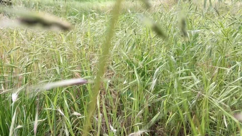 Green field in wind 库存影片 92024315