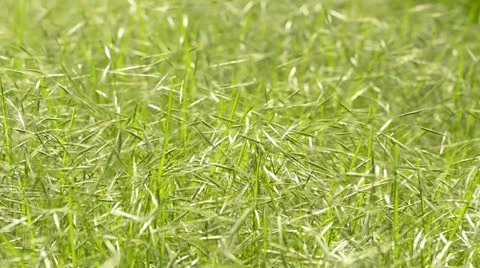 GREEN FIELD IN A WINDY DAY Stock Footage 25859278