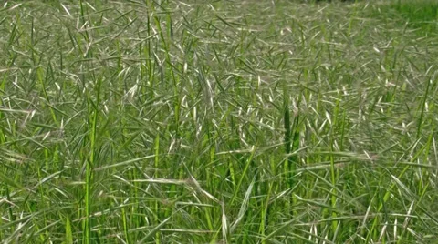 Green field in a windy day Stock Footage 34281773