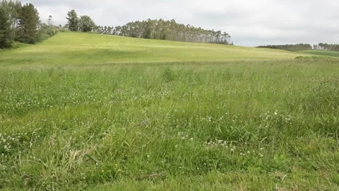 Green field in a windy day Stock Footage 312526296