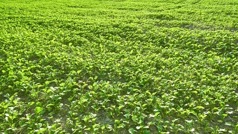 Green field with winter crops in small spaces. 스톡 동영상 116990228