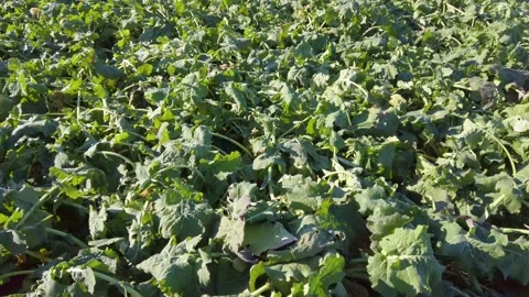 Green field of winter rape plants Stock Footage 257130823