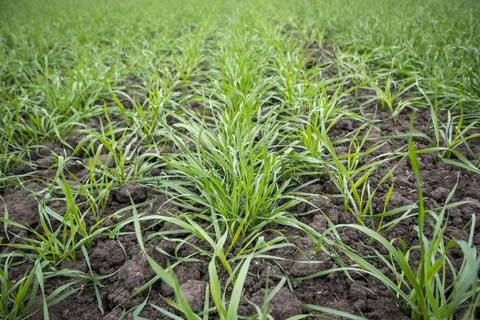 Green field of winter wheat Stock Photos