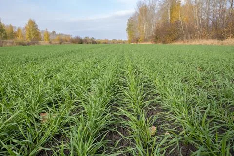 Green field of winter wheat Stock Photos
