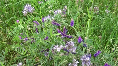 Green field of winter wheat in summer. Red poppies and blue flowers. Stock Footage 109537101