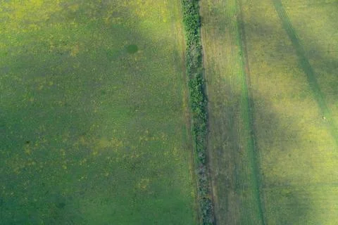 Green field with yellow wildflowers split by tree line hedge dividing pasture Stock Photos
