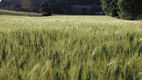 Green field of young barley waves moved by summer wind. Tuscany, Italy Video stock 77974423