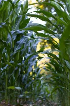 Green field of young corn 스톡 사진