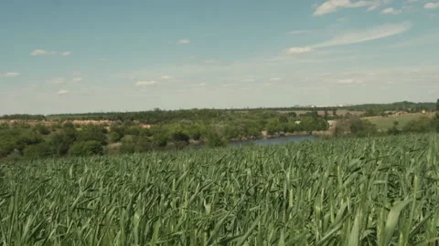 Green field of young wheat. Close-up of green spikelets of wheat Video stock 197404290