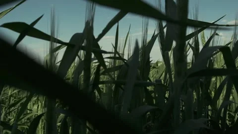 Green field of young wheat. Close-up of green spikelets of wheat Video stock 197404301