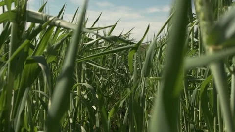 Green field of young wheat. Close-up of green spikelets of wheat Video stock 197404309