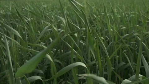 Green field of young wheat. Close-up of green spikelets of wheat Stock Footage 197404333