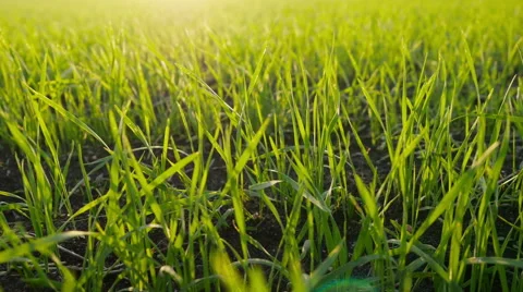 Green field of young wheat Stock Footage 51639434