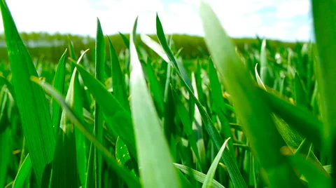 Green field of young wheat. Stock Footage 63277281