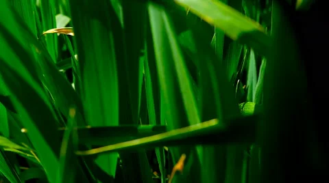 Green field of young wheat. 库存影片 63277638