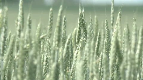 Green field of young wheat Stock-Footage 68163450