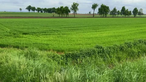 Green field of young wheat in spring landscape Stock Footage 307234765