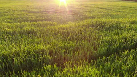 Green field of young wheat at sunset. Drone video. Stock Footage 142278290